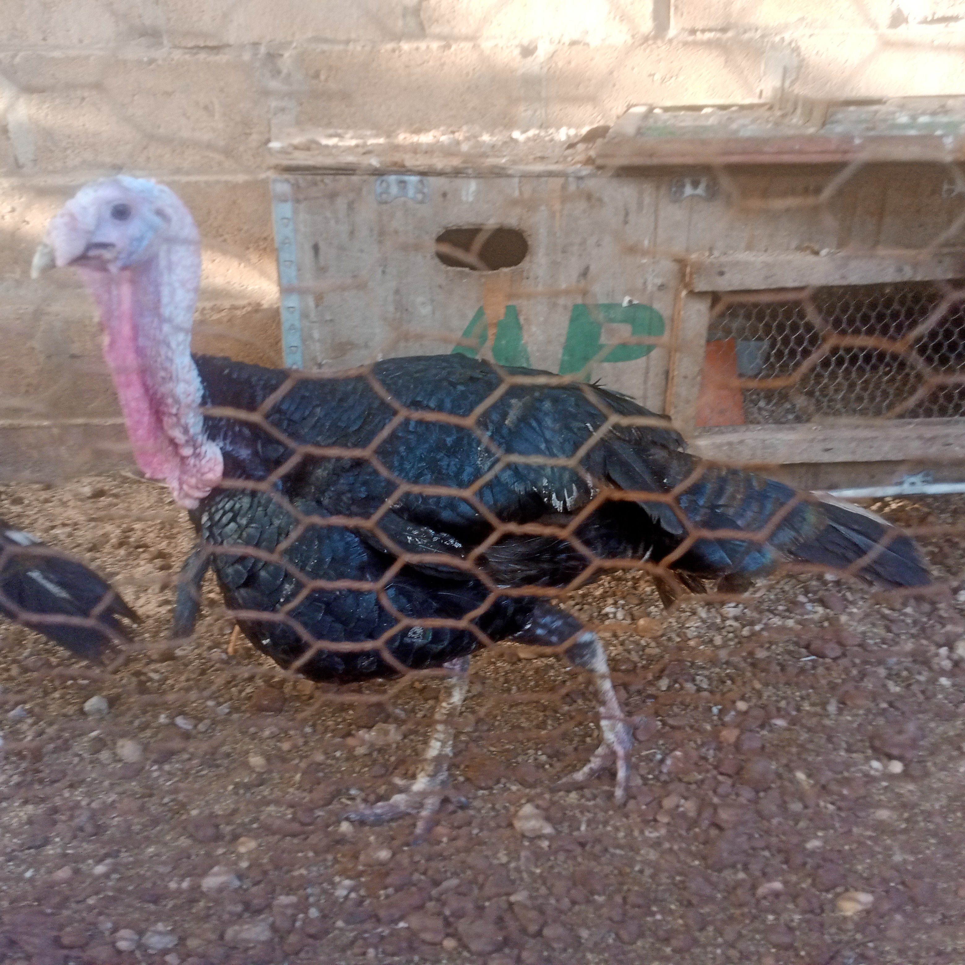 Deux dindes ???????? disponible à Bobo-dioulasso