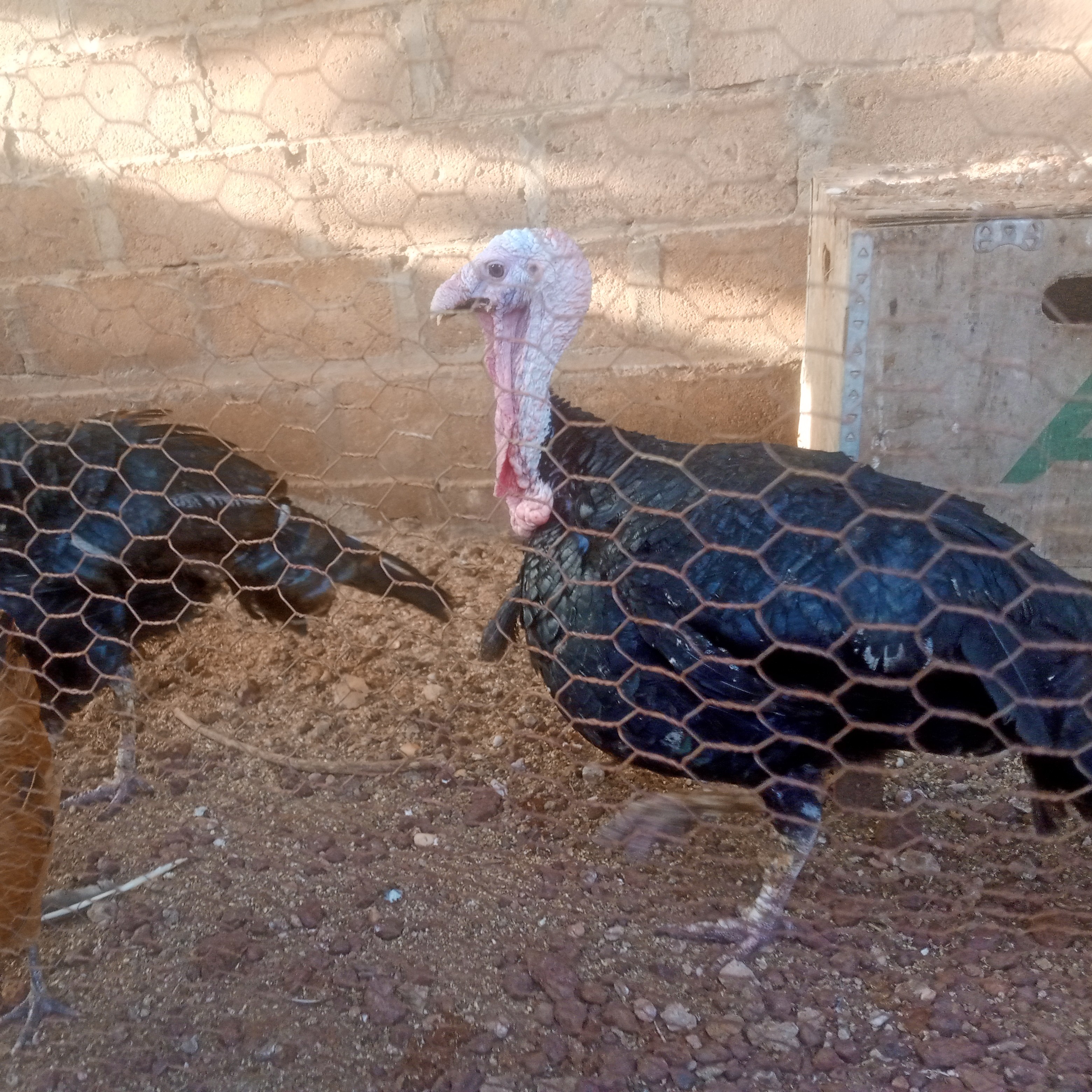 Deux dindes ???????? disponible à Bobo-dioulasso en Burkina Faso 