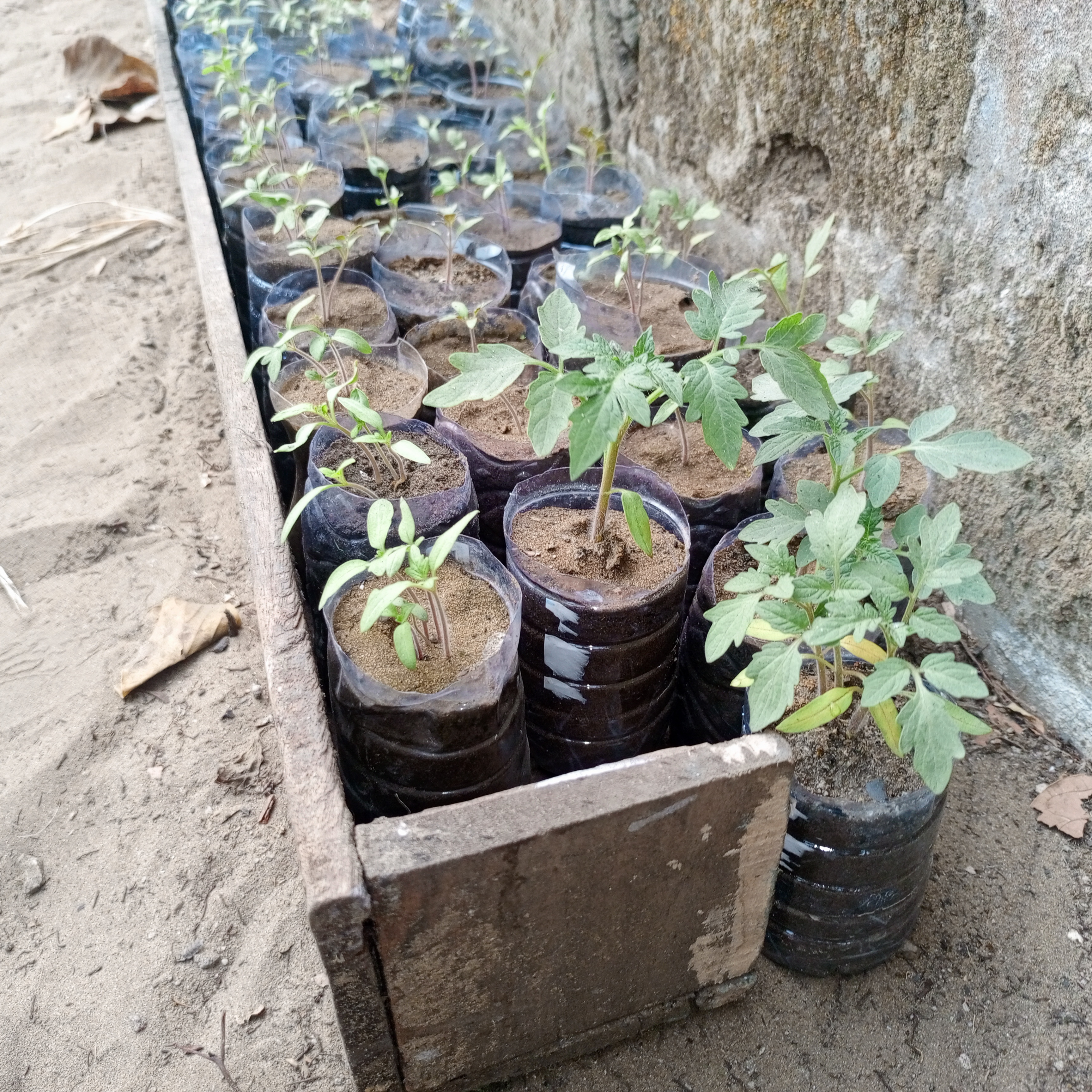 Ventes jeunes plantes TOMATES en Democratic Republic of the Congo 